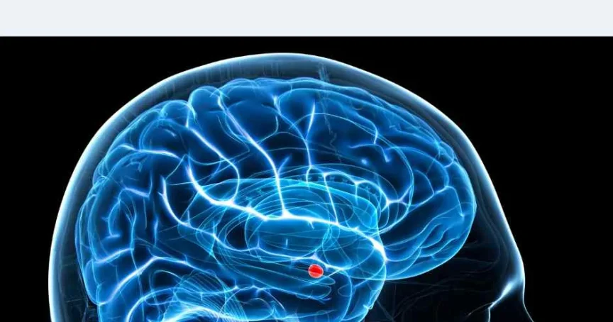 The Truths and Myths of Pornography Brain Research - Ever Accountable